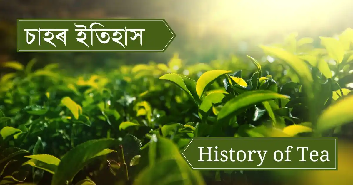 চাহৰ ইতিহাস- History of Indian tea & Assam tea