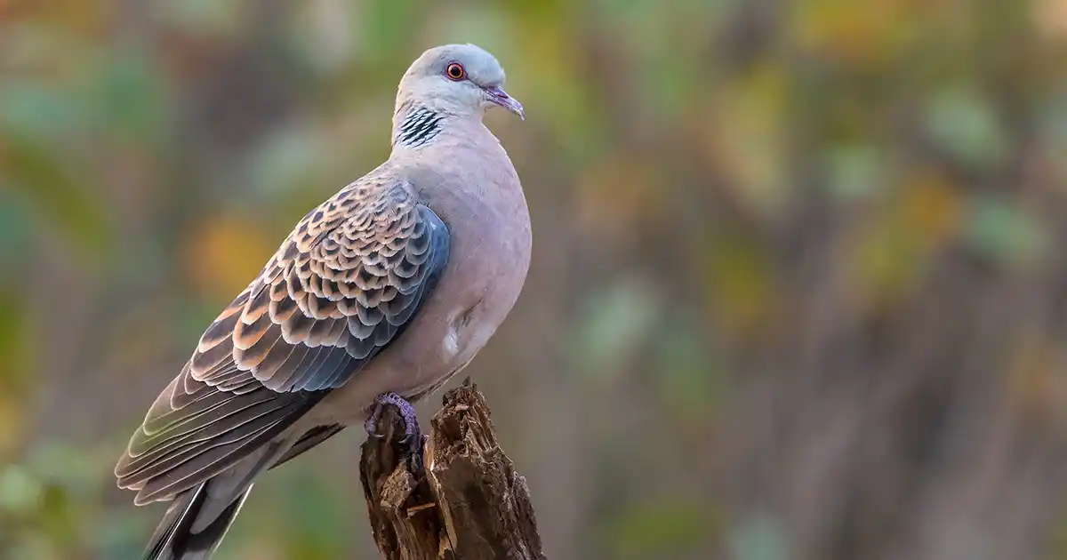 এজনী কপৌৰ সাধু-কাৰ্বি সাধু