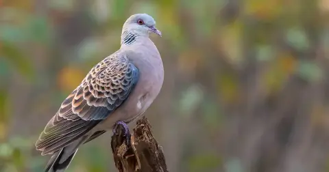 এজনী কপৌৰ সাধু-কাৰ্বি সাধু