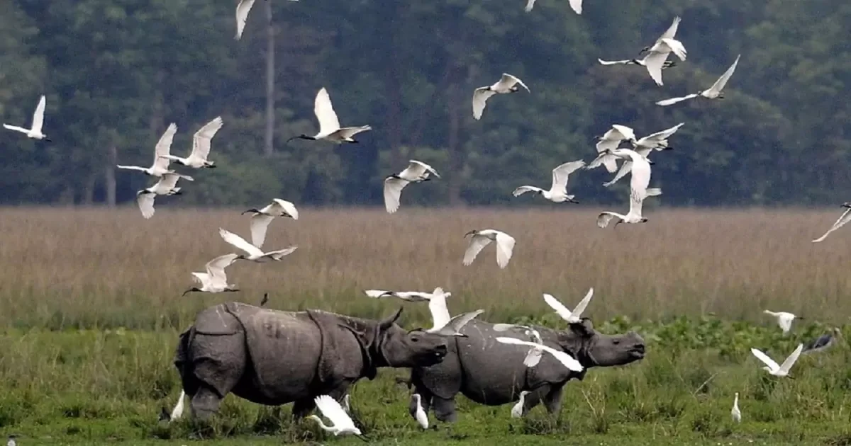 Kaziranga national park essay in Assamese