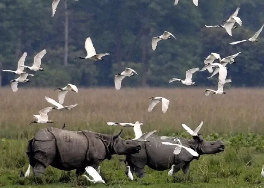 Kaziranga national park essay in Assamese