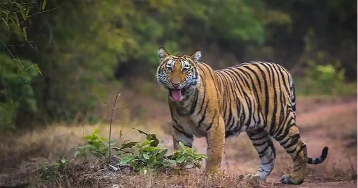 মানাহ ৰাষ্ট্ৰীয় উদ্যান-manas national park