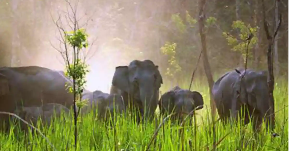 মানাহ ৰাষ্ট্ৰীয় উদ্যান-manas national park