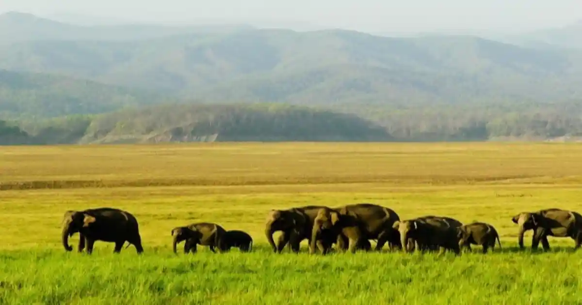 মানাহ ৰাষ্ট্ৰীয় উদ্যান-manas national park