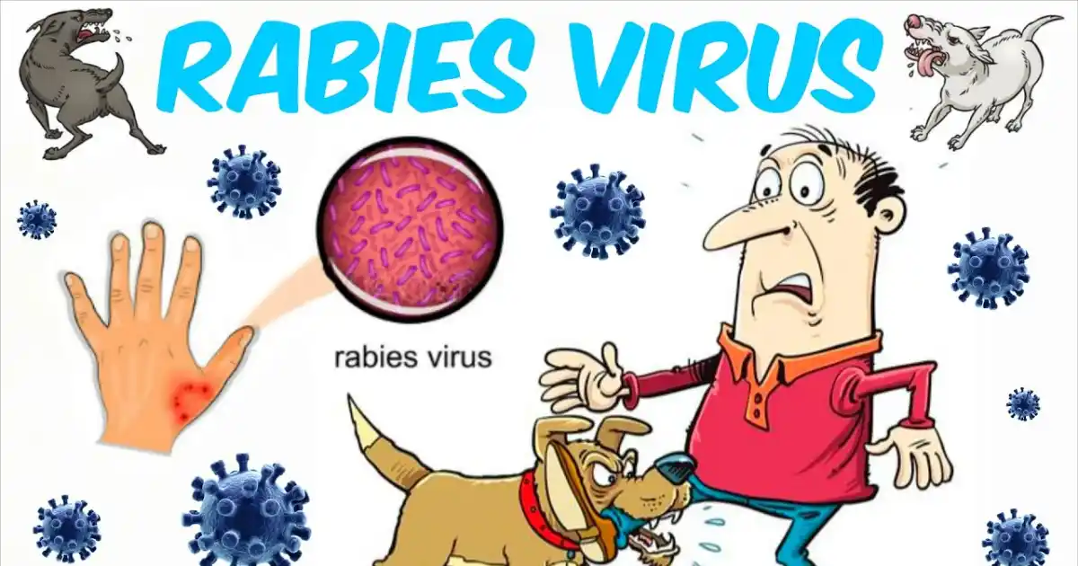 Rabies vaccine, ৰেবিজ