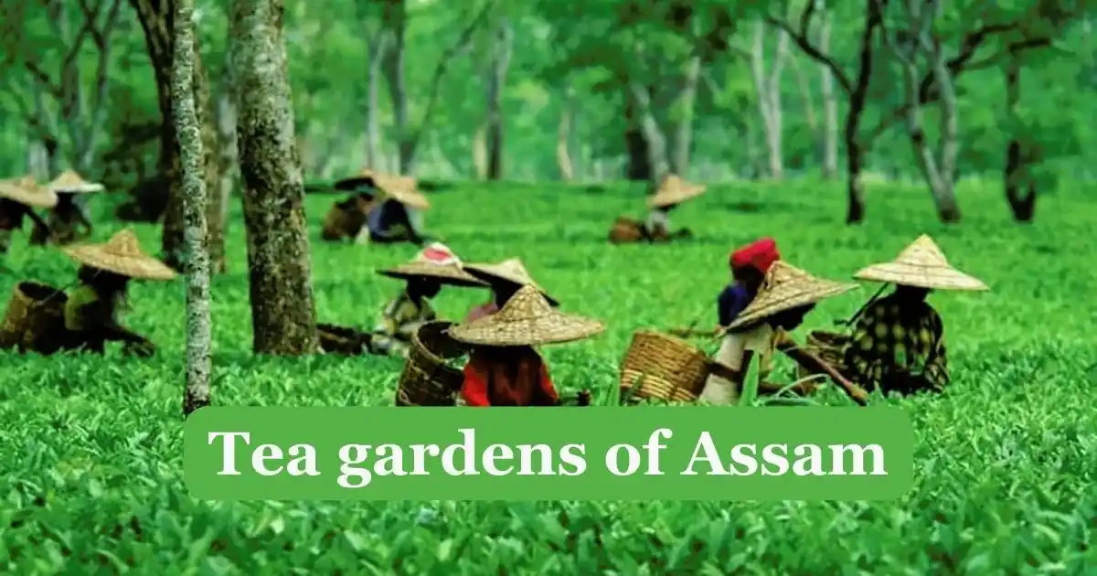 চাহৰ ইতিহাস Assam tea